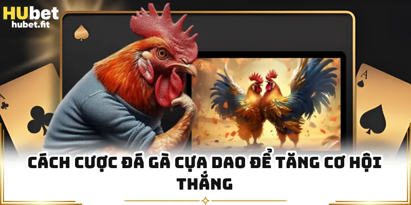 Cách cược đá gà cựa dao để tăng cơ hội thắng