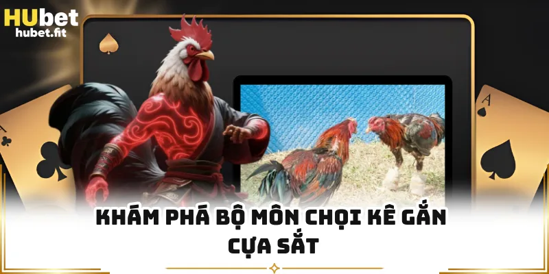 Khám phá bộ môn chọi kê gắn cựa sắt